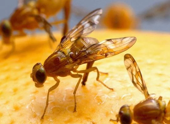 كيفية الوقاية من الذباب|الطرق الطبيعية للوقاية من الذباب|شركة المهندس  لمكافحة الحشرات