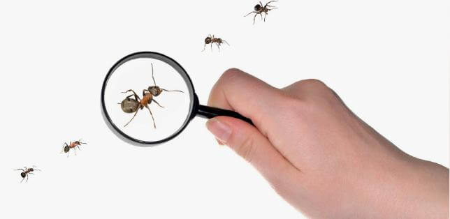 مكافحة النمل بالرياض