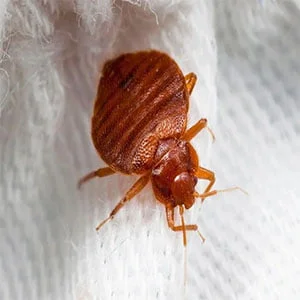 شركة مكافحة بق الفراش بجدة , مكافحة بق الفراش بجدة , افضل شركة مكافحة البق بجدة .